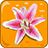 Quiz Flowers icon