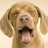 Play Doggy Sounds icon