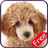 Poodle+ Free icon