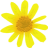 Tiny Flowers icon