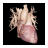 Cardiological icon