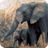 Elephants Wallpapers icon