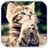 Kitten Videos APK Download