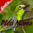 Pleci Mania icon