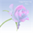 Mothers Day Greeting Cards icon