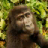 Virtual Gorilla icon