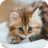 Adorable Kitten icon