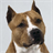 American Staffordshire Terrier Wallpapers icon