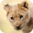 Baby Animal Wallpapers icon
