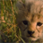 Baby Cheetah icon