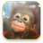 Monkey Video Wallpaper icon