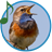 Bird Calls and Sounds icon