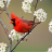 Birds Live Wallpapers icon