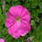 Baby Pink Flower Wallpapers icon