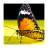 Butterfly HD Photo icon