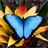 Butterfly Selfie Pho icon