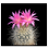 Cactus of the Day version 1.0.2