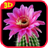 Cactus. Video Wallpaper APK Download