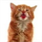 Cat Lick Screen Live Wallpaper icon