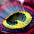 colourful feathers icon