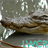 Crocodile Live Wallpaper APK Download