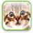 Kitten Video Wallpaper icon