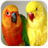 Cutest Parrots Wallpapers 1.1