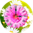 Daisy Clock LWP icon