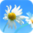 Daisy Wallpapers version 1.2
