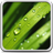 Dew Drops Live Wallpaper icon