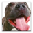 Audiobook: Dog Training icon