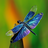 Dragonfly Wallpapers icon