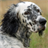 English Setters Wallpapers icon
