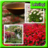 Flower Garden Ideas APK Download