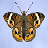 Flying Bugs Live Wallpaper icon