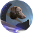Weird Dog Space Demo icon