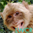 Free monkey live wallpaper icon