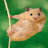 Hamster para whatsapp icon