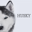 Descargar Husky HD Wallpaper