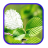 Beautiful Leaf Photo Frame icon