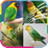 Lovebird Therapy icon