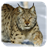 Lynx. Video Wallpaper icon