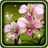 Orchid Amazing live wallpaper version 1.1