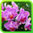 Orchid Magic live wallpaper icon