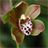 Orchid Wallpapers - Free icon