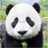 Panda Gallery icon