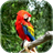 Parrot Live Wallpaper version 4.0