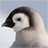 Penguin Gallery icon