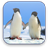 Penguins Video Wallpaper icon