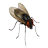 Pesky Fly Live Wallpaper icon
